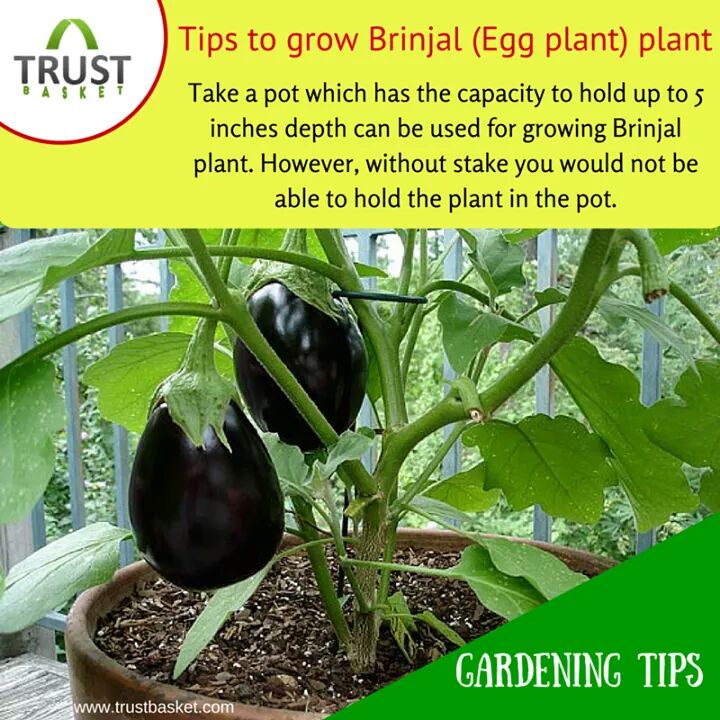 Health Benefits of Brinjal AP Heritage