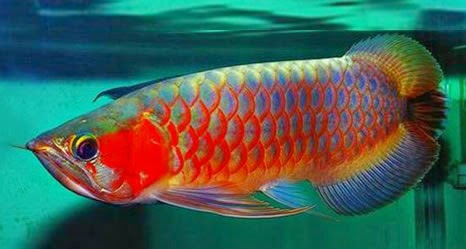 Teks Kalimat Indonesia 10 Ikan Termahal Di Indonesia Dijamin Keren