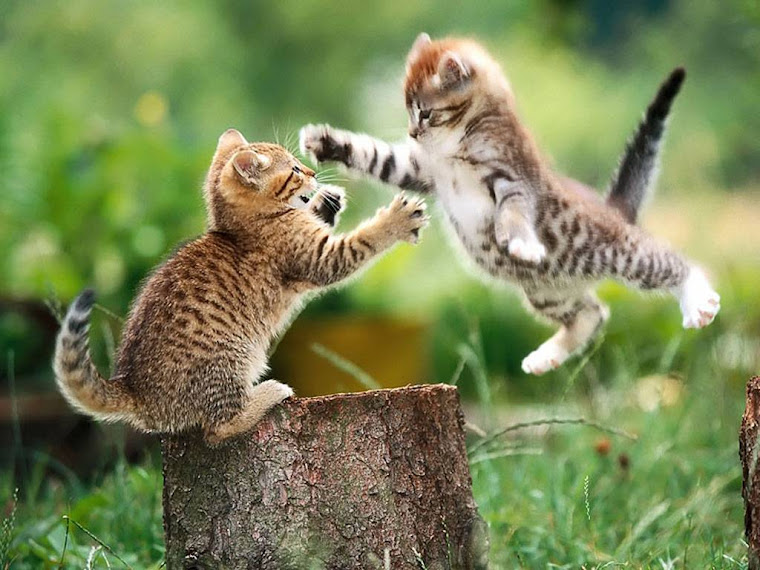 Kittens having a fight