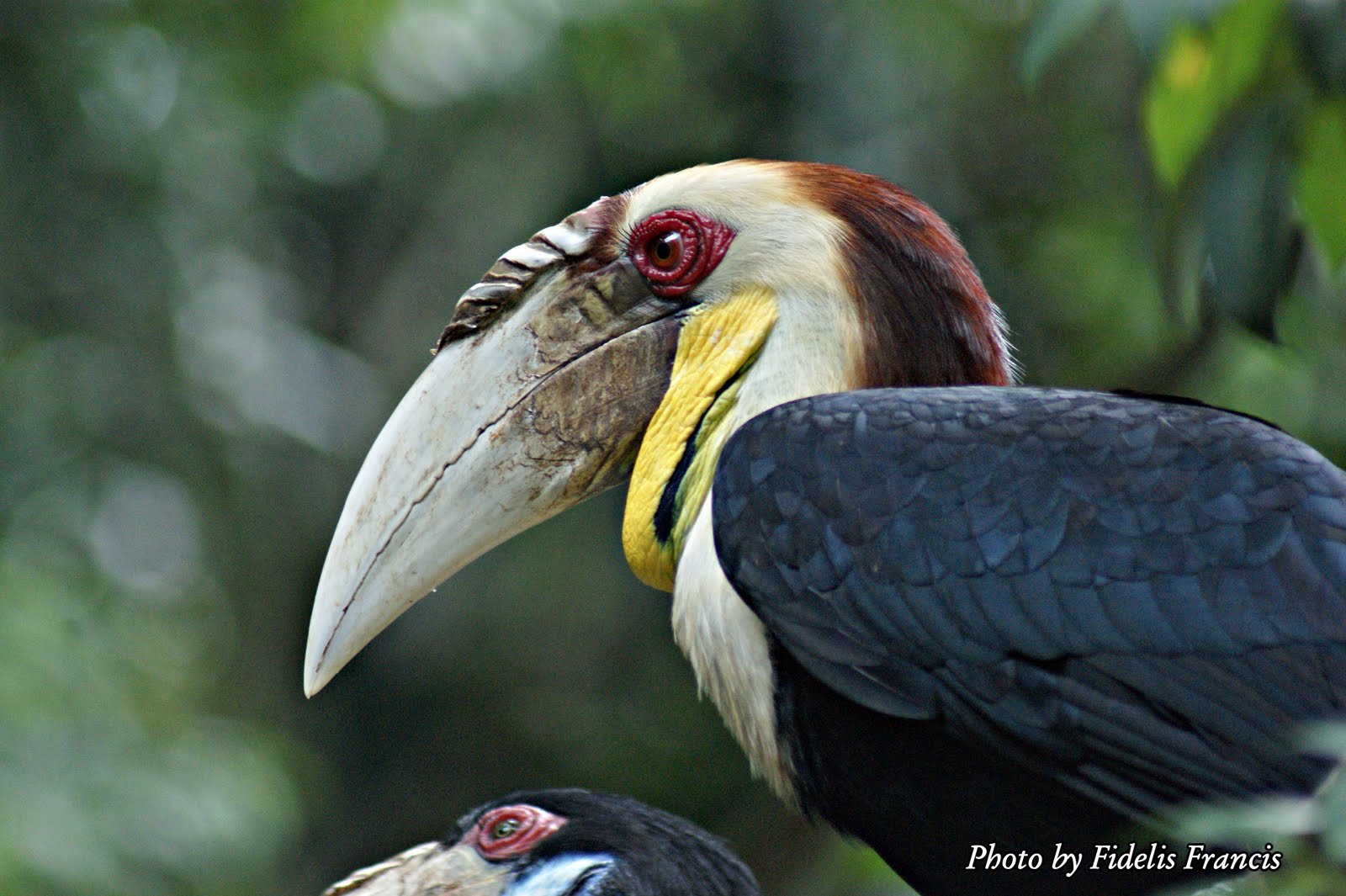 Kantor berita kalimantan photo burung enggang khas kalimantan