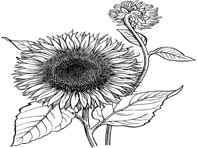 contoh gambar bunga matahari diwarnai