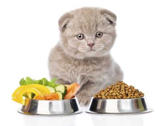 Choosing the Best Cat Food Choosing the Best Cat Food