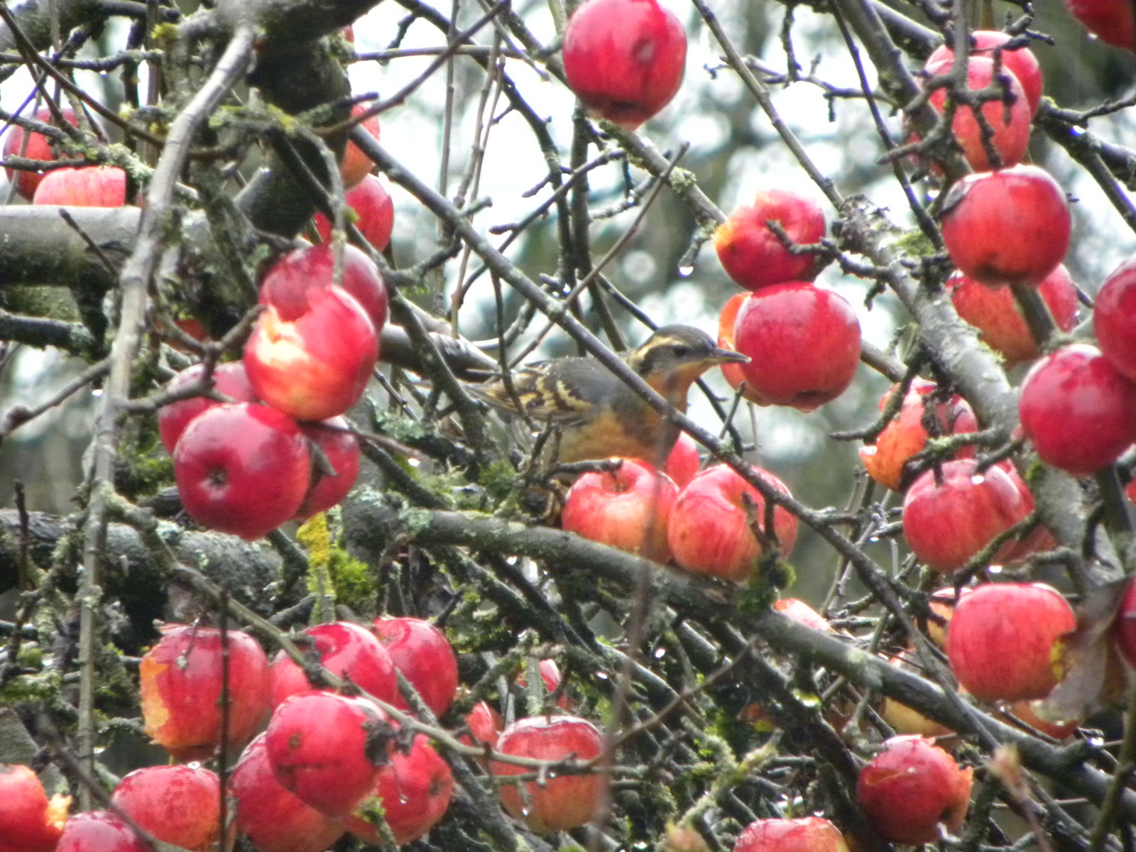 Birds Apple Tree Birds