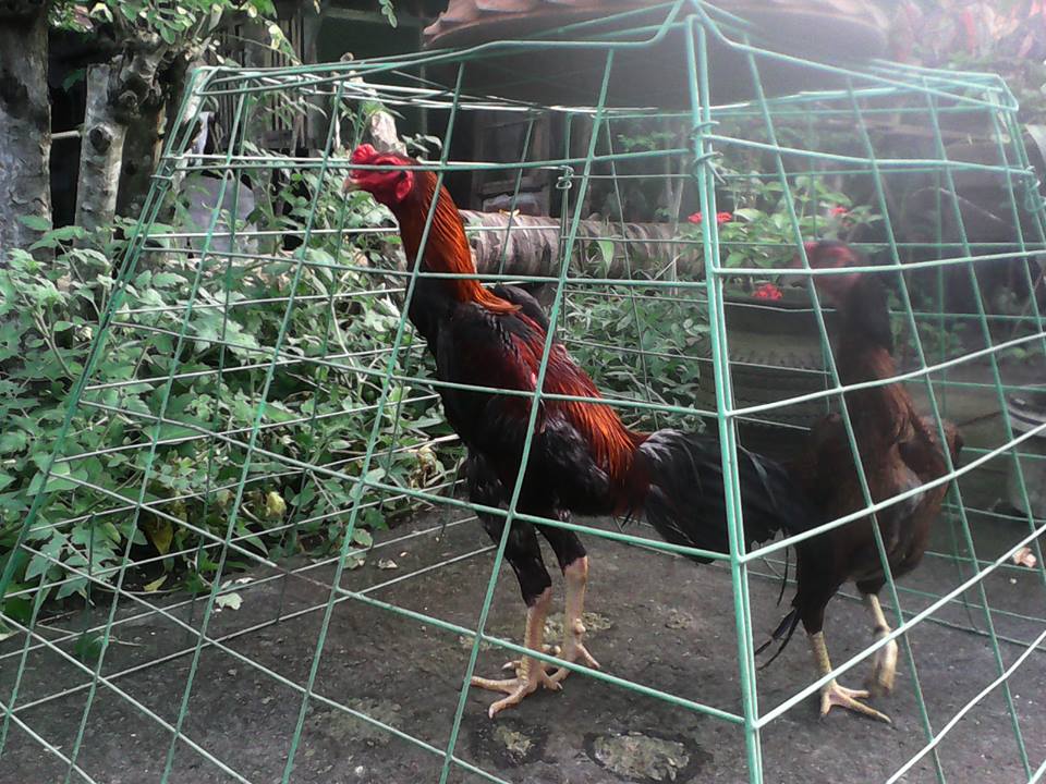 Gamefowl breeders Shamo and Aseel