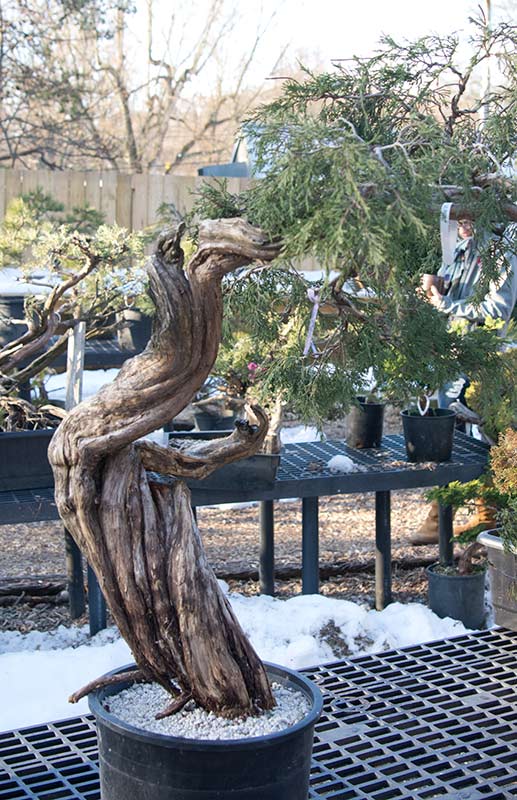 Walter Pall Bonsai Adventures visit to Nature's Way in Harrisburg