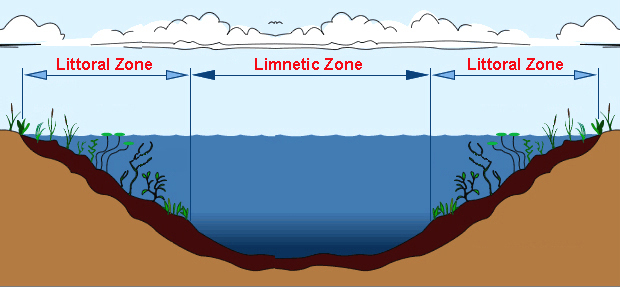 Zone definition. Limnetic Zone. Ecosystem Zones of a Pond. АТМОФЕСТ Литораль победитель.