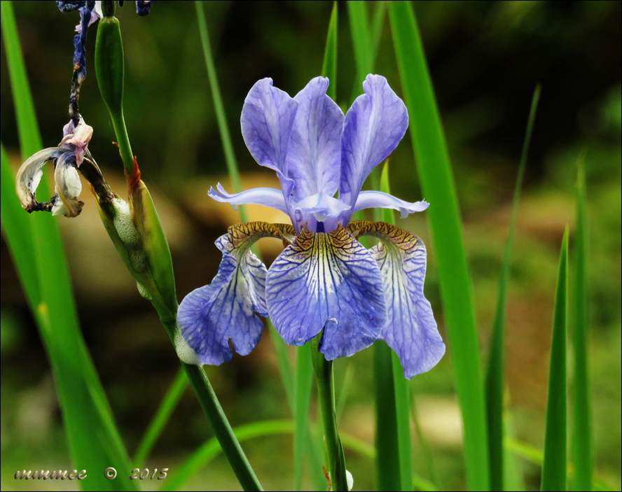 My Garden Siberian Iris and Dutch Iris