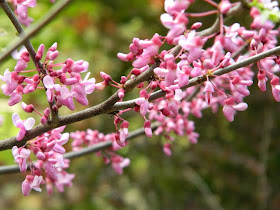 Eastern redbud Cercis canadensis flowers James Gardens Etobicoke by garden muses-not another Toronto gardening blog