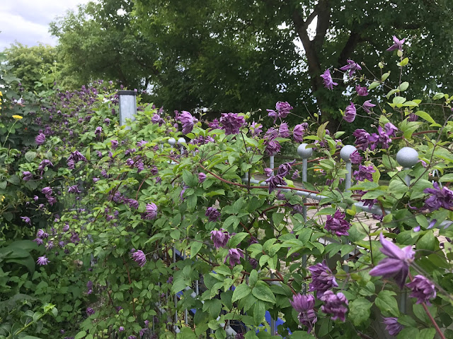 Clematis viticella Mary Rose Clematis viticella Mary Rose