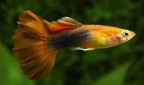 Ikan Guppy Tuxedo Merah - Cara Budidaya Ikan Guppy