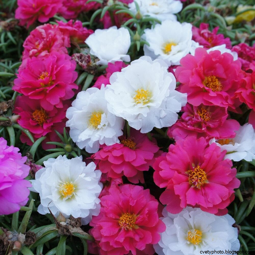 Фото И Название Цветов Для Огорода