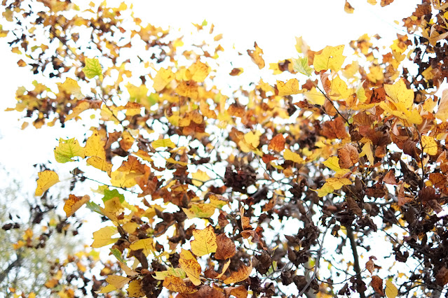 Foglie gialle in autunno