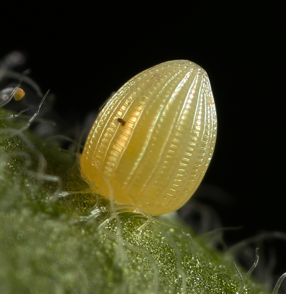 all-of-nature-monarch-butterfly-egg-hatching