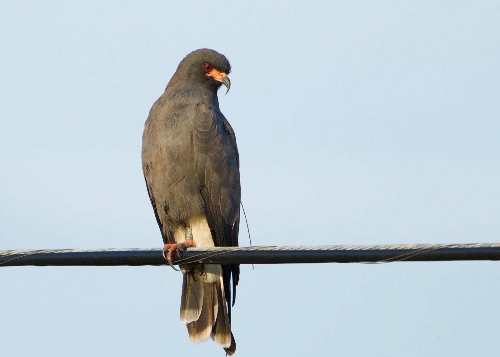 Avian Research and Conservation Institute: A Snail of a Tale: radio-tagged Snail Kites and ...