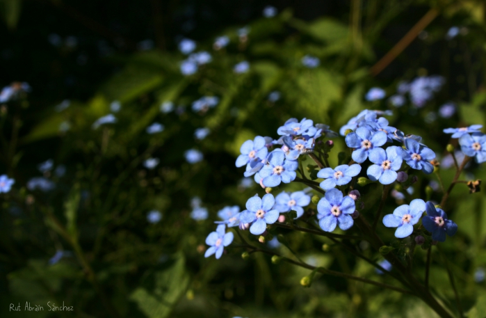 Fotografía de flores azules sobre un fondo verde tomada en el Jardín Botánico de Madrid
