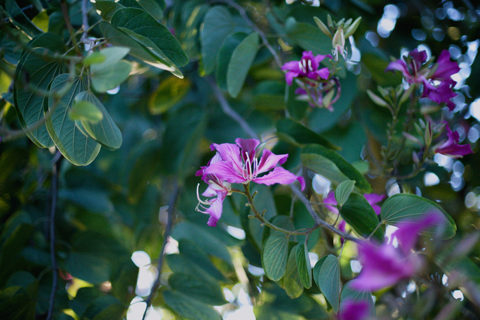 june year of blooms flower blog series
