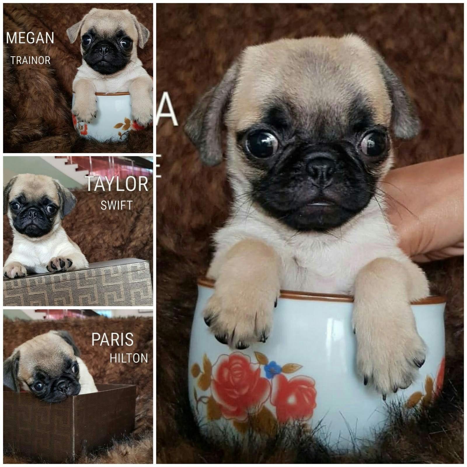 Jual Anjing Pug Warna Fawn Work At Home