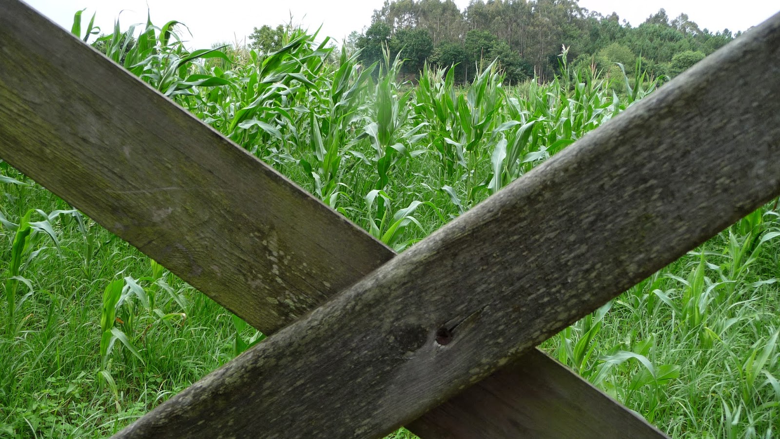 conpalabras Brazos / Arms