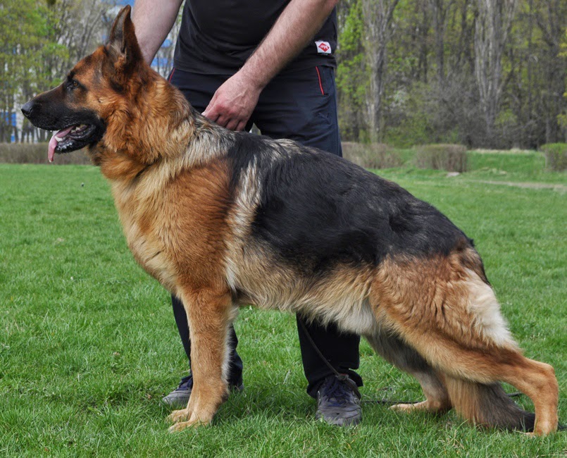 Немецкая овчарка Зигер. Зигер немецкой овчарки 2020. Зигер 2021 немецких овчарок. Немецкая овчарка движения рысью Зигер