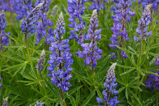 Lupine wildflowers with dew drops from the rain