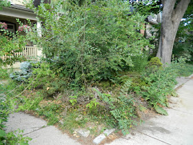 Toronto Leslieville front garden summer cleanup before Paul Jung Gardening Services