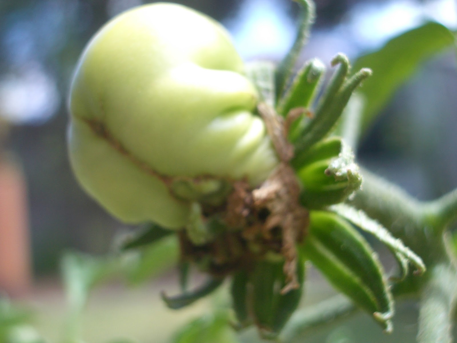 VK3UKF 2nd deformed tomato flower grows fruit.
