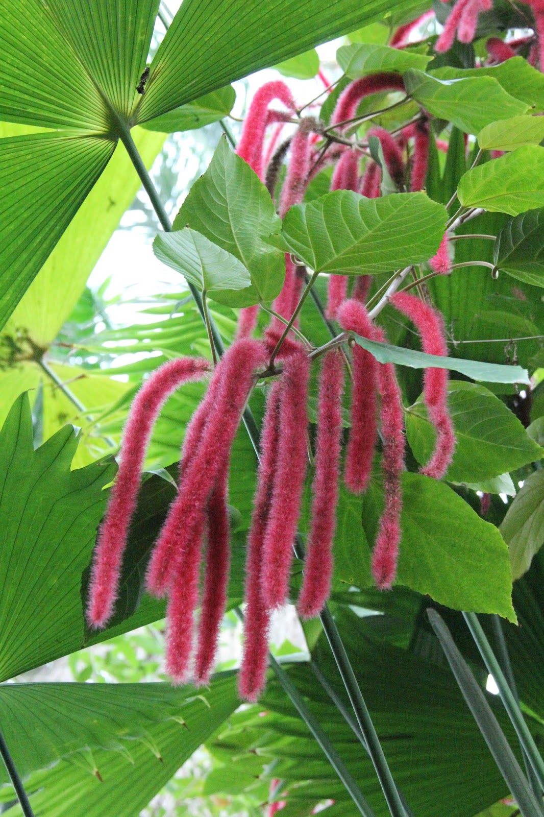 SAGANews Chenille Plant