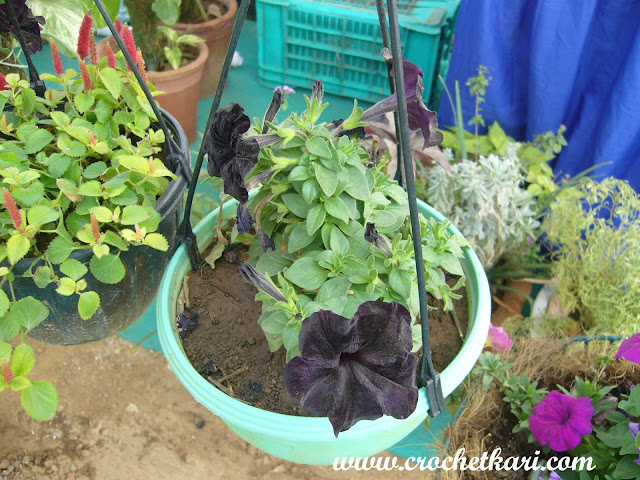 Ahmedabad flower show black petunia