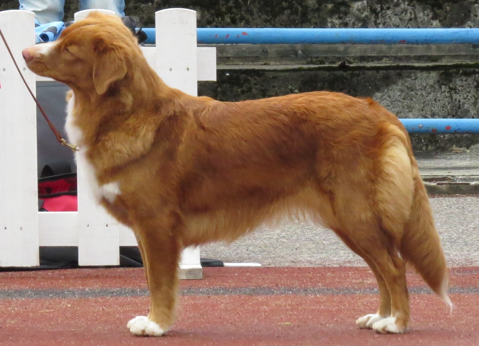 80 Names for Nova Scotia Duck Tolling Retrievers