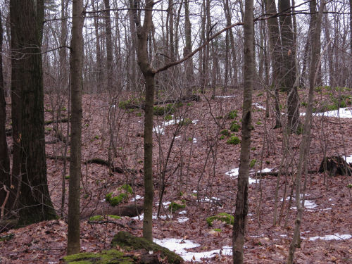 winter woods