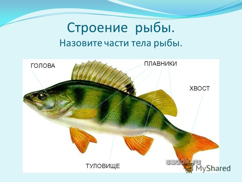 Название плавных. Части тела рыбы. Название частей тела рыбы. Части тела рыбы для дошкольников. Схема строения рыбы для дошкольников.