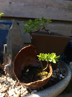 Ienimienie lijsterbes Lijsterbes bonsai