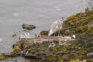 Seagull feeding on a seal carcass