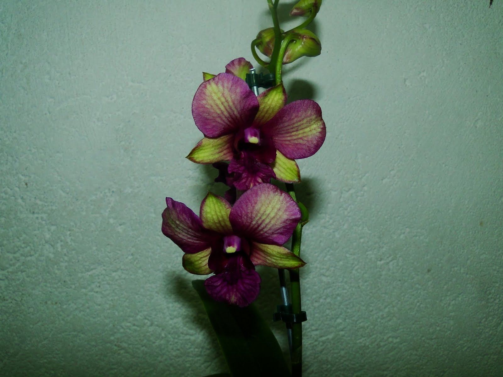 Amo Orquideas: Denphal verde e pinck