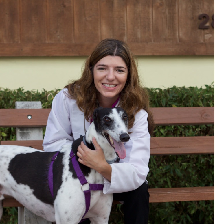 VCA Hollywood Animal Hospital Healthy skin is in! Protect the skin