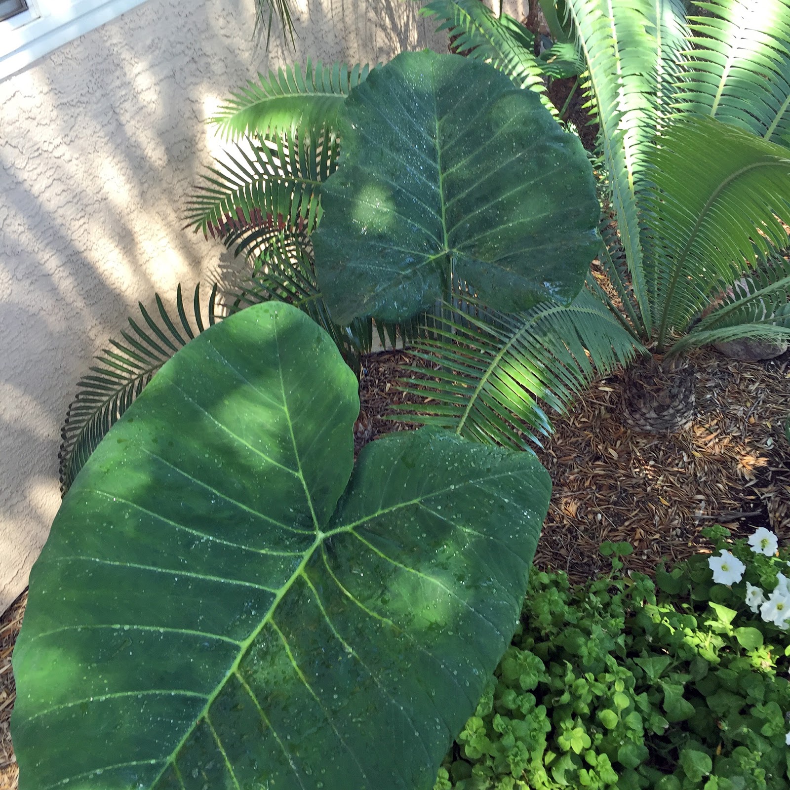 Brad�s Tropical Paradise Growing Elephant Ears in Phoenix