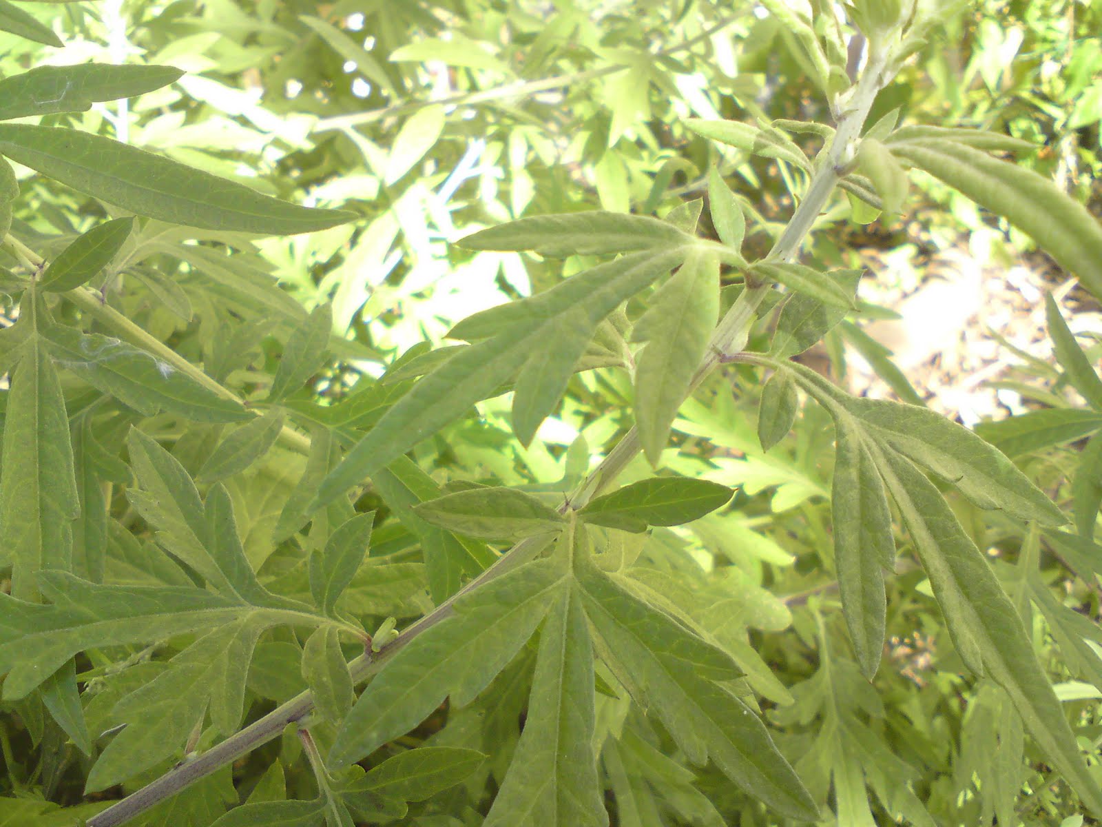 Chinese Medicine Adventures with Damien Bodnarchuk Own grown organic