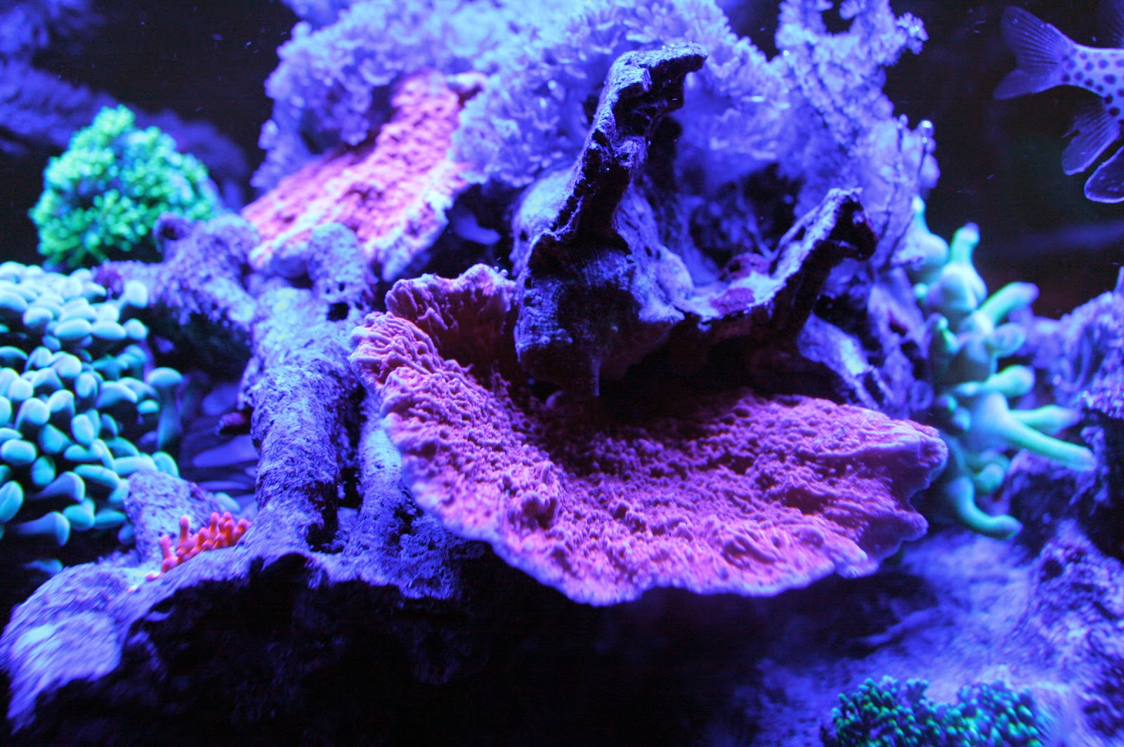 Baoblaze Aquarium Filter Linsen Set - 4 Objektive Für Perfekte Unterwasserfotos Mit Dem Smartphone