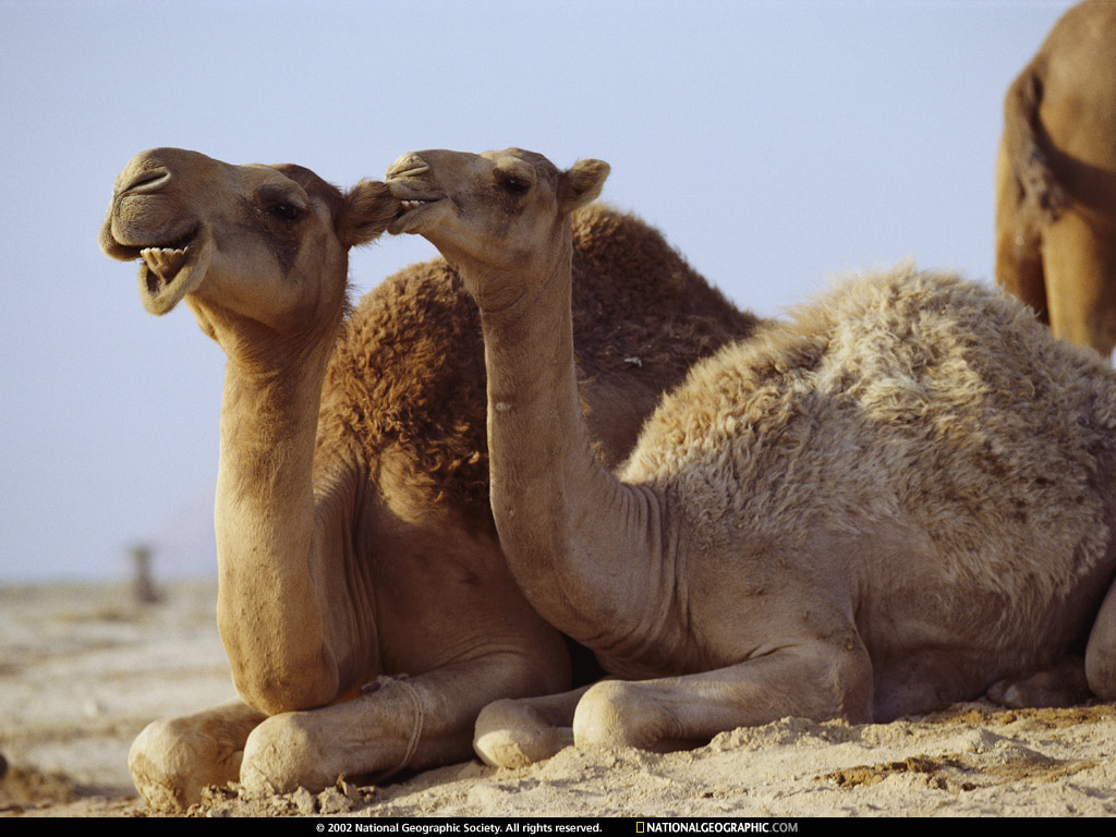Animal Zoo Life: |Camel|Camel foot|Camel camel|Pictures of camels|Camel