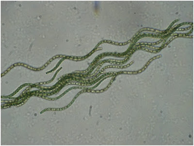 Cianobacteria