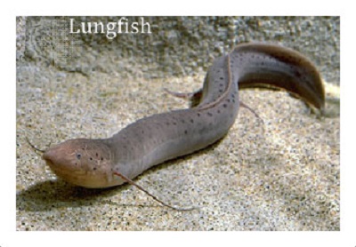 Weird sea creatures | Weird List | Weird Creatures Weird sea creatures | Weird List | Weird Creatures