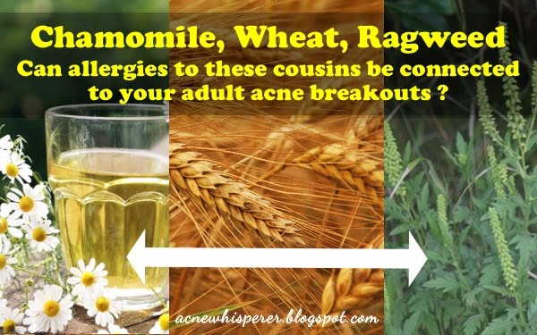 Can allergies to ragweed or wheat be connected to your adult acne breakouts?