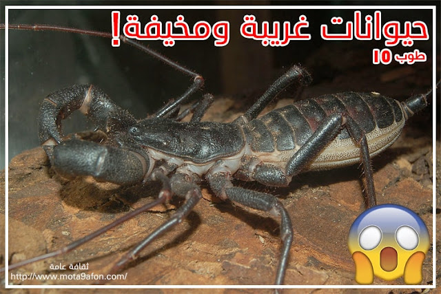 حيوانات غريبة ومخيفة حيوانات غريبة ومخيفة
