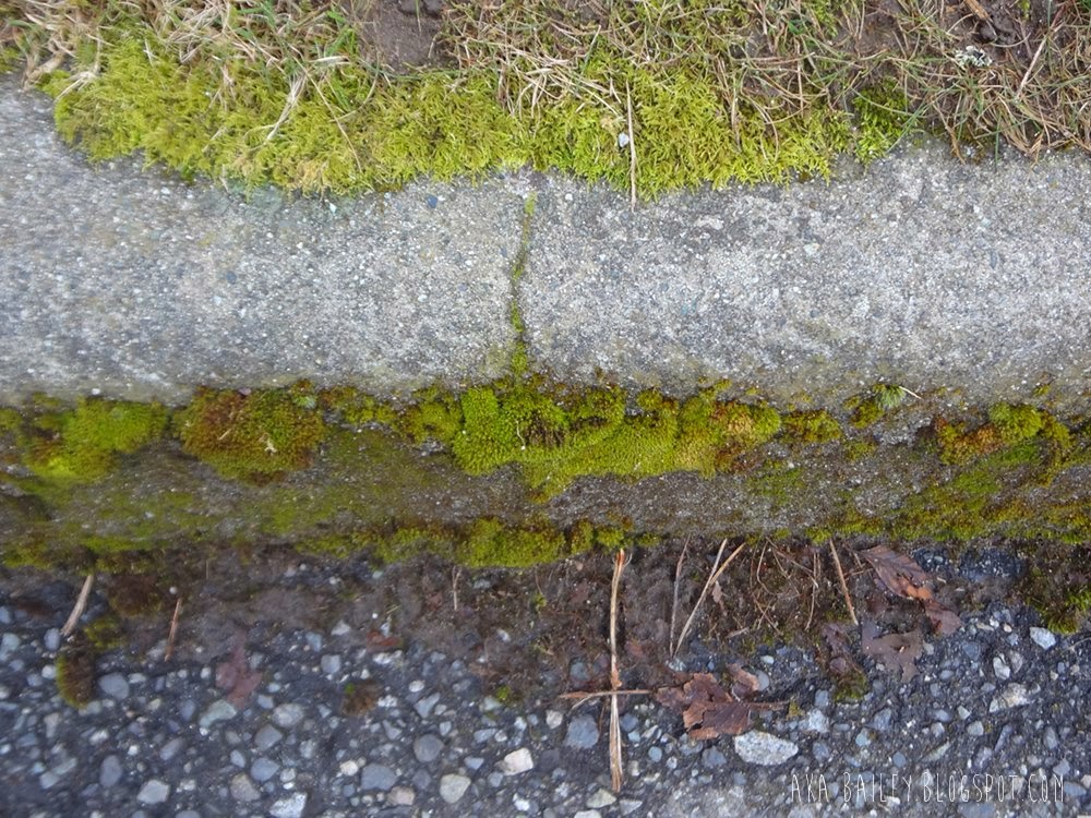Moss covered curb