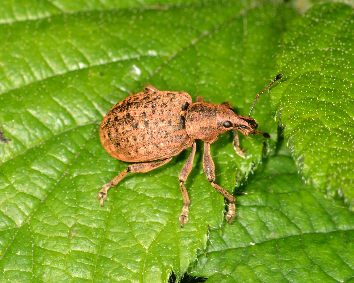 East Glamorgan Wildlife: Weevils ? East Glamorgan Wildlife: Weevils ?