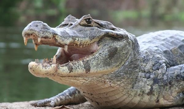 Contoh Hewan Amfibi Selain Katak Mosaicone