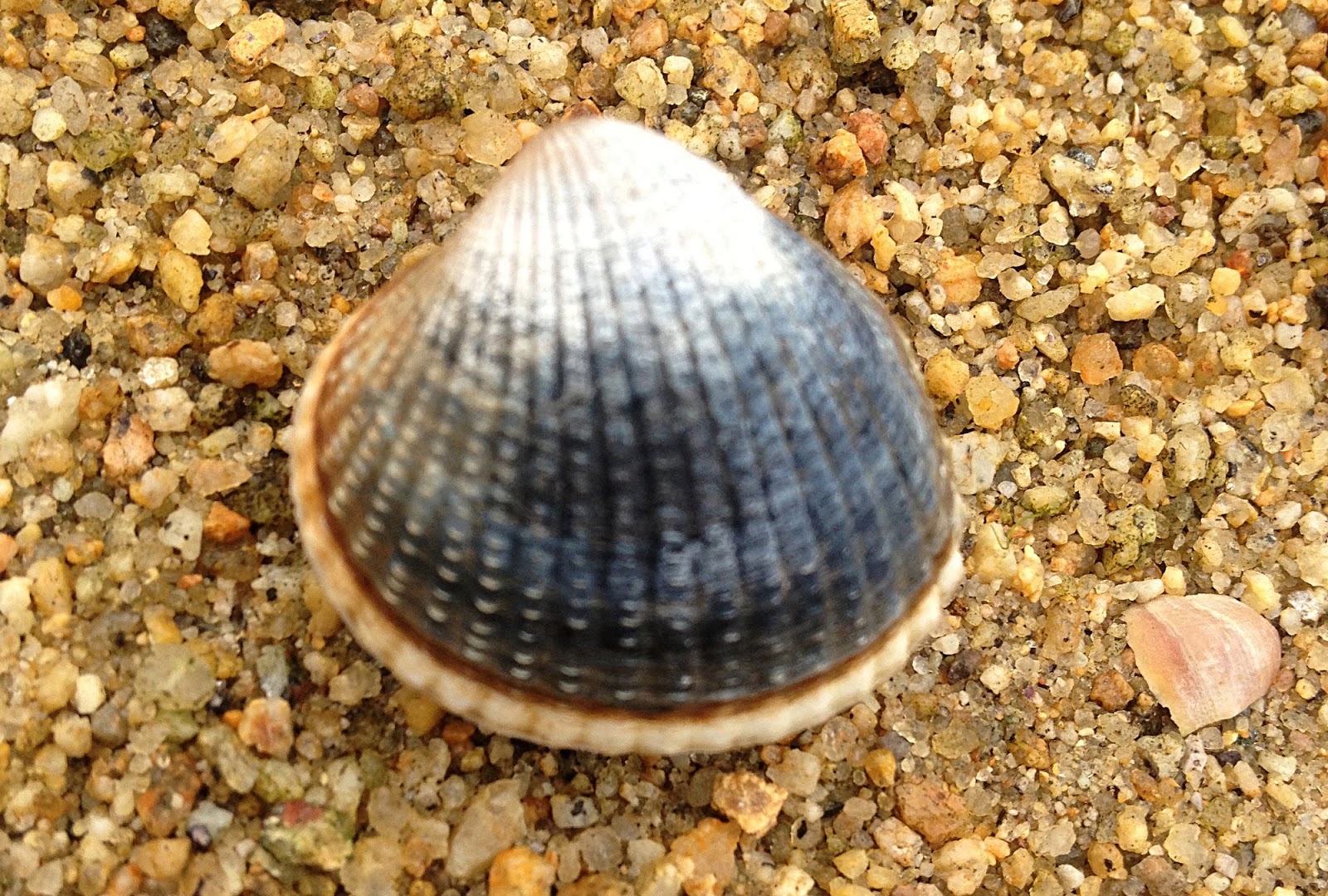 Les mollusques - LABRAX56