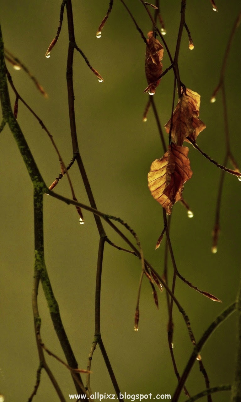 PHOTOGRAPHYBLOG,WALLPAPERS,HD IMAGES,HD WALLPAPERS, PHOTOS: full hd