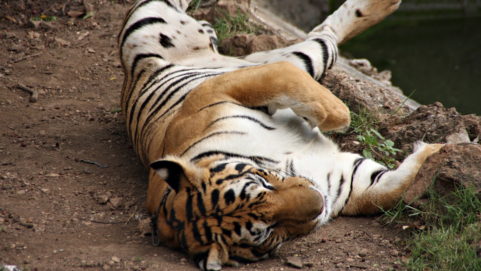 Top 35 Most Beautiful Tiger Wallpapers