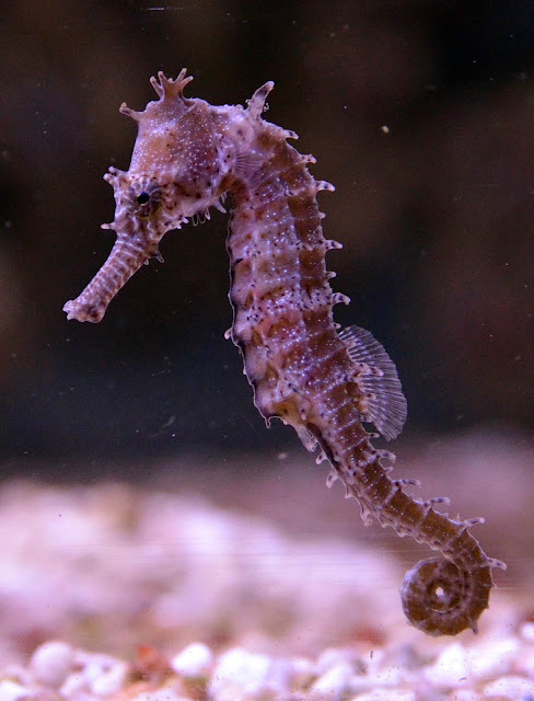 The galloping evolution in seahorses